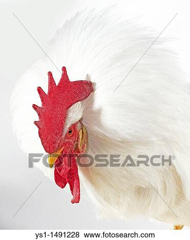Leghorn Domestic Chicken, Portrait of Cockerel against White Background View Large Photo Image Stock Photo - Leghorn Domestic Chicken, Portrait of Cockerel against White Background. Fotosearch