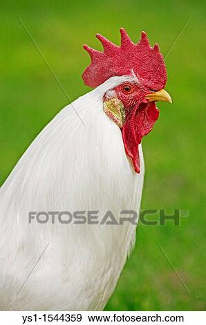 Leghorn Domestic Chicken, Portrait of Cockerel View Large Photo Image Stock Photo - Leghorn Domestic Chicken, Portrait of Cockerel. Fotosearch