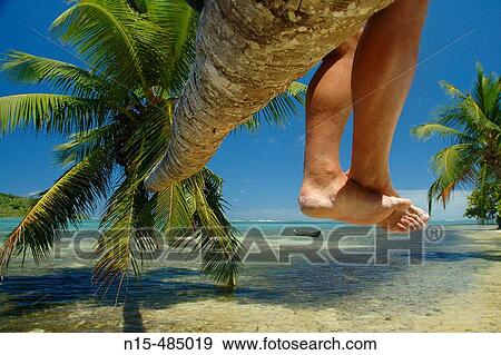Legs of tourist sitting on reclining palm tree in a tropical island paradise. Ile Aux Nattes (Nosy Nato), Madagascar. View Large Photo Image Stock Photo - Legs of tourist sitting on reclining palm tree in a tropical island paradise. Ile Aux Nattes (Nosy Nato), Madagascar.. Fotosearch
