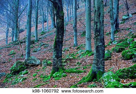 Leizaran valley, Guipuzcoa, Basque Country, Spain View Large Photo Image Stock Image - Leizaran valley, Guipuzcoa, Basque Country, Spain. Fotosearch