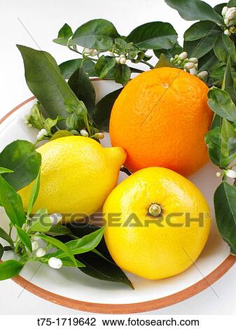 Lemon, Orange, grapefruit and orange blossom flowers View Large Photo Image Stock Image - Lemon, Orange, grapefruit and orange blossom flowers. Fotosearch