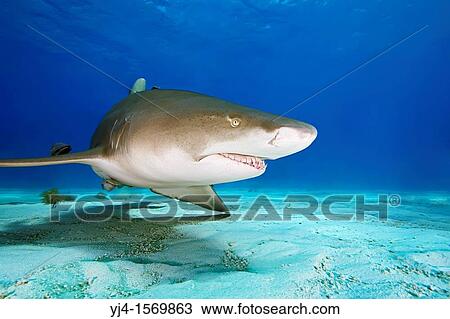Stock Image - lemon shark, Negaprion brevirostris, Grand Bahama, Bahamas, Caribbean Sea, Atlantic Ocean. Fotosearch