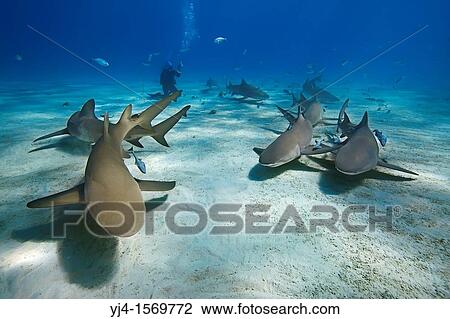 lemon sharks, Negaprion brevirostris, and scuba diver, West End, Little Bahama Bank, off Grand Bahama, Bahamas, Caribbean Sea, Atlantic Ocean, MR-000054 View Large Photo Image Stock Image - lemon sharks, Negaprion brevirostris, and scuba diver, West End, Little Bahama Bank, off Grand Bahama, Bahamas, Caribbean Sea, Atlantic Ocean, MR-000054. Fotosearch