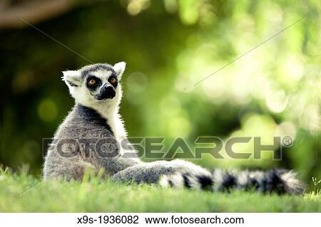 Lemur in captivity, Bioparc Valencia, Spain View Large Photo Image Stock Image - Lemur in captivity, Bioparc Valencia, Spain. Fotosearch