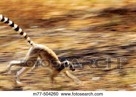 Lemur, Ring-taild lemur, (Lemur catta), blurred motion, running. Berenty reserve. Madagascar. View Large Photo Image Stock Image - Lemur, Ring-taild lemur, (Lemur catta), blurred motion, running. Berenty reserve. Madagascar.. Fotosearch