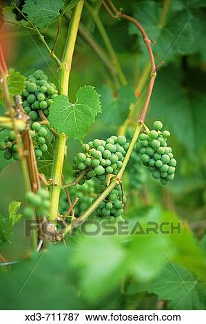 Leon Millot grapes (early ripening red). Saltspring Vineyards. Saltspring Island. Gulf Islands, British Columbia, Canada View Large Photo Image Stock Photo - Leon Millot grapes (early ripening red). Saltspring Vineyards. Saltspring Island. Gulf Islands, British Columbia, Canada. Fotosearch