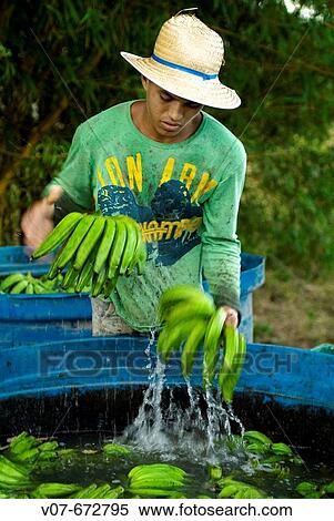 Stock Photography - Leon Nilson. Works in Caroebe cooperative, Roraima, specialized in bananas. Brazil.. Fotosearch