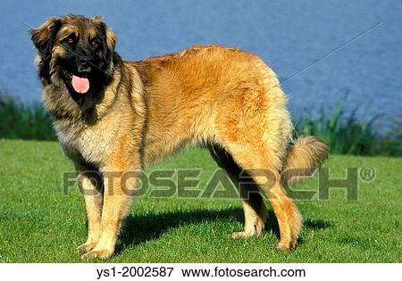 Leonberger Dog standing near Water. View Large Photo Image Stock Photo - Leonberger Dog standing near Water.. Fotosearch