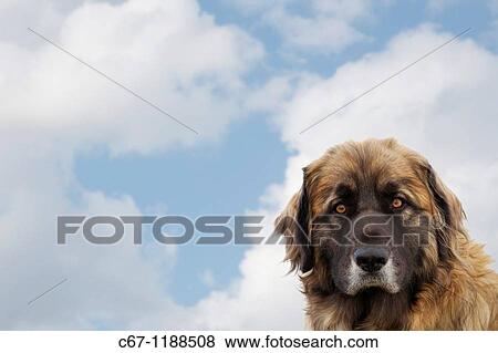 Leonberger Dog View Large Photo Image Stock Photo - Leonberger Dog. Fotosearch