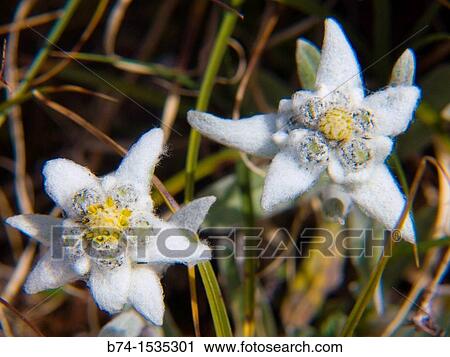 leontopodium alpinum, savoie, france View Large Photo Image Stock Image - leontopodium alpinum, savoie, france. Fotosearch