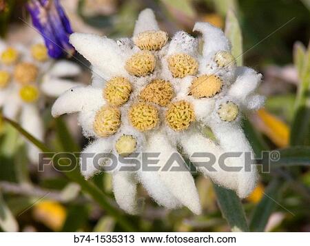 leontopodium alpinum, savoie, france View Large Photo Image Stock Image - leontopodium alpinum, savoie, france. Fotosearch