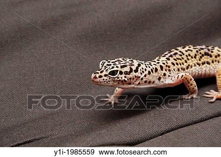 leopard gecko crawling on black fabric. View Large Photo Image Stock Photo - leopard gecko crawling on black fabric.. Fotosearch