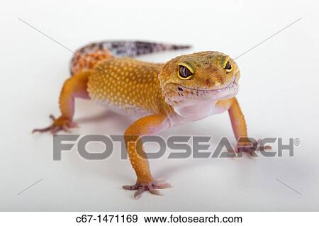 Leopard Gecko Eublepharis macularis View Large Photo Image Stock Photo - Leopard Gecko Eublepharis macularis. Fotosearch