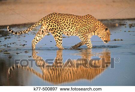 Leopard, male in the water (Panthera pardus) captive. Game Farm. Namibia. View Large Photo Image Stock Photo - Leopard, male in the water (Panthera pardus) captive. Game Farm. Namibia.. Fotosearch
