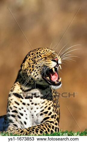 Leopard, panthera pardus, Adult snarling, with Open Mouth, Kenya View Large Photo Image Stock Image - Leopard, panthera pardus, Adult snarling, with Open Mouth, Kenya. Fotosearch
