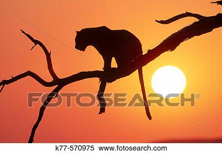 Leopard (Panthera pardus), captive. Namib-Naukluft National Park. Namibia View Large Photo Image Stock Photography - Leopard (Panthera pardus), captive. Namib-Naukluft National Park. Namibia. Fotosearch