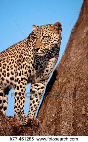 Leopard (Panthera pardus), female. Samburu National Reserve. Kenya View Large Photo Image Stock Photography - Leopard (Panthera pardus), female. Samburu National Reserve. Kenya. Fotosearch