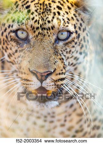 LEOPARD Panthera pardus. View Large Photo Image Picture - LEOPARD Panthera pardus.. Fotosearch