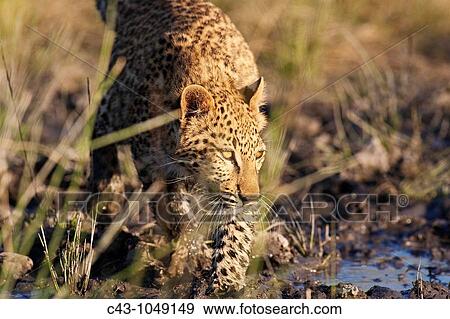 Leopard Panthera pardus - Playful subadult female at a waterhole Harnas Wildlife Foundation, Namibia View Large Photo Image Stock Photo - Leopard Panthera pardus - Playful subadult female at a waterhole Harnas Wildlife Foundation, Namibia. Fotosearch