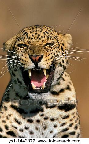 Stock Photo - LEOPARD panthera pardus, PORTRAIT OF ADULT SNARLING. Fotosearch