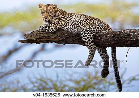 Leopard (Panthera pardus) resting on tree in the Serengeti National Park, Tanzania, Africa View Large Photo Image Stock Photograph - Leopard (Panthera pardus) resting on tree in the Serengeti National Park, Tanzania, Africa. Fotosearch