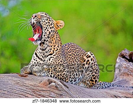 Stock Photo - Leopard (Panthera pardus) sat yawning on dead tree, showing detailed view of teeth and whiskers. Samburu National Park, Kenya.. Fotosearch