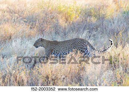 LEOPARD Panthera pardus. View Large Photo Image Stock Image - LEOPARD Panthera pardus.. Fotosearch