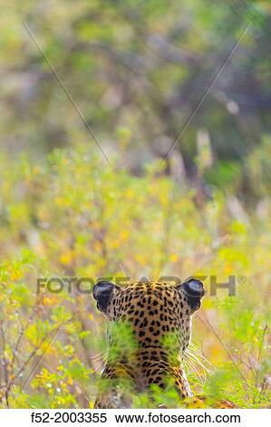 Stock Photography - LEOPARD Panthera pardus.. Fotosearch