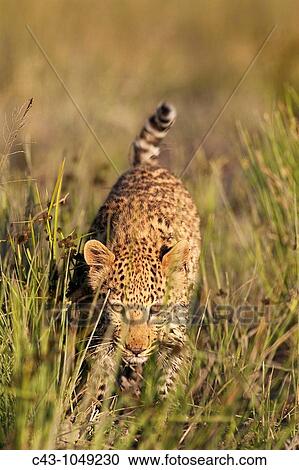 Stock Image - Leopard Panthera pardus - Subadult female Harnas Wildlife Foundation, Namibia. Fotosearch
