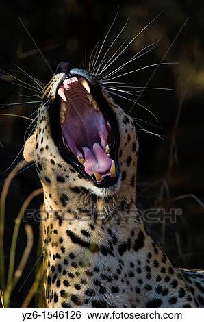 Leopard (Panthera pardus) yawning, Greater Kruger Park, South Africa View Large Photo Image Stock Photograph - Leopard (Panthera pardus) yawning, Greater Kruger Park, South Africa. Fotosearch