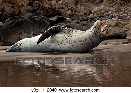 Leopard seal lounges on beach, Otanerito, Banks Peninsula Walk View Large Photo Image Stock Image - Leopard seal lounges on beach, Otanerito, Banks Peninsula Walk. Fotosearch