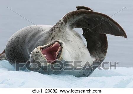 Leopard seals are top predators of the Antarctic region Their usual diet is penguins Antarctic peninsula -Port Lockroy View Large Photo Image Stock Image - Leopard seals are top predators of the Antarctic region Their usual diet is penguins Antarctic peninsula -Port Lockroy. Fotosearch