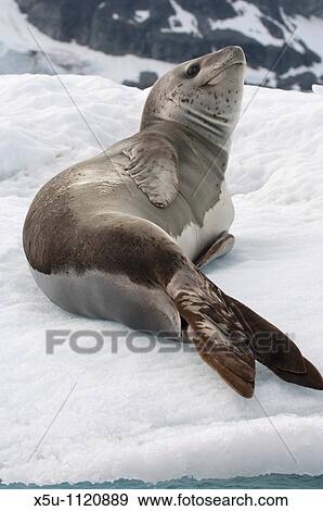 Leopard seals are top predators of the Antarctic region Their usual diet is penguins Antarctic peninsula -Port Lockroy View Large Photo Image Stock Photo - Leopard seals are top predators of the Antarctic region Their usual diet is penguins Antarctic peninsula -Port Lockroy. Fotosearch
