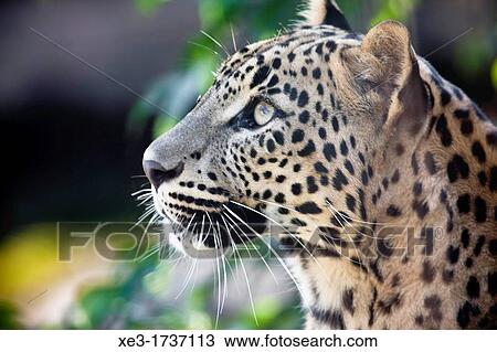 Leopard. View Large Photo Image Stock Image - Leopard.. Fotosearch