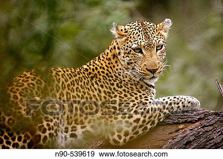 Leopard View Large Photo Image Stock Photo - Leopard. Fotosearch