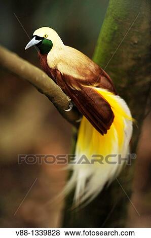 Stock Photo - Lesser Bird-of-paradise (Paradisaea minor), Jurong Bird Park, Singapore. Fotosearch