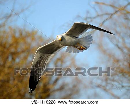 Lesser Black-backed gull Larus fuscusturns its head in flight passing and staring at photographer in a small forest with fully open wing View Large Photo Image Stock Photo - Lesser Black-backed gull Larus fuscusturns its head in flight passing and staring at photographer in a small forest with fully open wing. Fotosearch