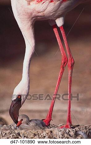 Lesser Flamingo and chick View Large Photo Image Stock Image - Lesser Flamingo and chick. Fotosearch