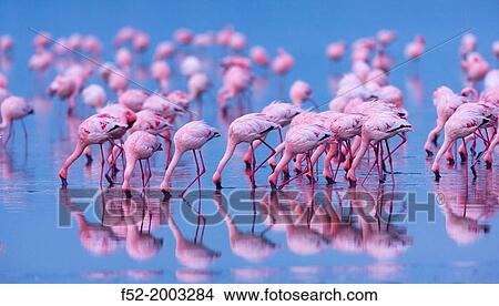Lesser flamingo, Kenya View Large Photo Image Picture - Lesser flamingo, Kenya. Fotosearch