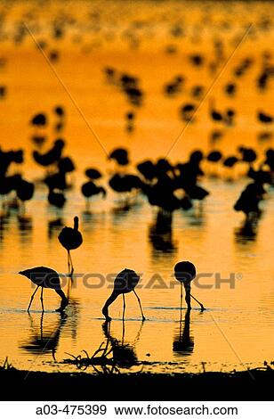 Stock Photo - Lesser Flamingo, Phoenicopterus minor, Kimberley, Nortern Cape, South Africa. Fotosearch