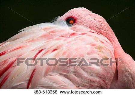 Lesser Flamingo (Phoenicopterus minor) View Large Photo Image Stock Photo - Lesser Flamingo (Phoenicopterus minor). Fotosearch