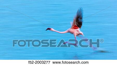 Lesser flamingo, Rift valley, Kenia, Africa. View Large Photo Image Stock Photo - Lesser flamingo, Rift valley, Kenia, Africa.. Fotosearch