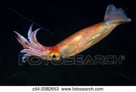 Lesser Flying Squid, Red squid (Todaropsis eblanae). Eastern Atlantic, Galicia, Spain. View Large Photo Image Stock Image - Lesser Flying Squid, Red squid (Todaropsis eblanae). Eastern Atlantic, Galicia, Spain.. Fotosearch