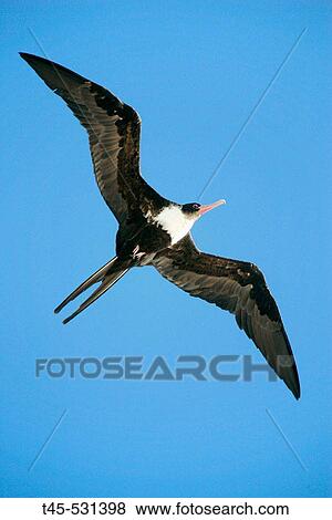 Lesser Frigatebirdl (Fregate ariel). Seychelles. View Large Photo Image Stock Photo - Lesser Frigatebirdl (Fregate ariel). Seychelles.. Fotosearch