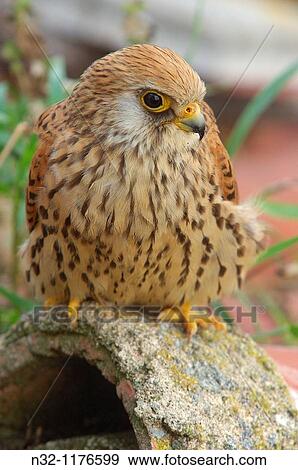 Lesser Kestrel Falco naumanni, Andalusia, Spain, Europe. View Large Photo Image Stock Photo - Lesser Kestrel Falco naumanni, Andalusia, Spain, Europe.. Fotosearch