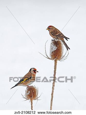 Lesser Redpoll (Carduelis cabaret) And Goldfinch (Carduelis carduelis) On Snow Covered Teasel (Dipsacus fullonum) Winter. Uk. View Large Photo Image Stock Image - Lesser Redpoll (Carduelis cabaret) And Goldfinch (Carduelis carduelis) On Snow Covered Teasel (Dipsacus fullonum) Winter. Uk.. Fotosearch