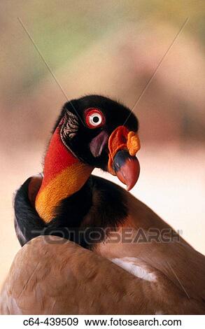 Stock Photo - Lesser yellow-headed vulture (Cathartes burrovianus). Moxos, Amazonia, Bolivia. Fotosearch