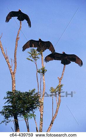 Lesser yellow-headed vultures (Cathartes burrovianus). Orinoco basin. Tepuis. Venezuela View Large Photo Image Stock Photo - Lesser yellow-headed vultures (Cathartes burrovianus). Orinoco basin. Tepuis. Venezuela. Fotosearch