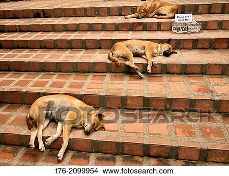 Let sleeping dogs lie, relaxing on the steps at Doi Suthep Temple, Chiang Mai, Thailand. View Large Photo Image Picture - Let sleeping dogs lie, relaxing on the steps at Doi Suthep Temple, Chiang Mai, Thailand.. Fotosearch
