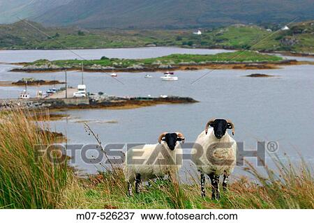 Letterfrack area. Connemara. Ireland. View Large Photo Image Stock Photo - Letterfrack area. Connemara. Ireland.. Fotosearch